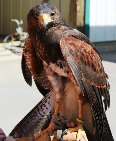 The Greenbrier Falconry